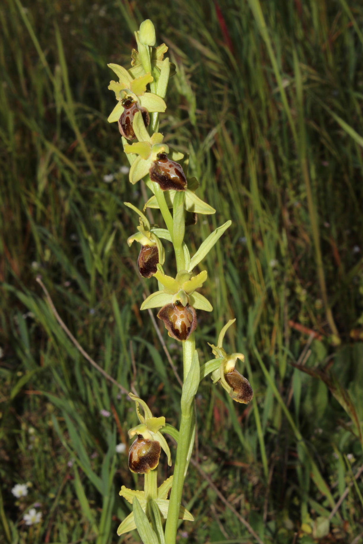 Per Orchidee lungo la piana del fiume Magra (SP)